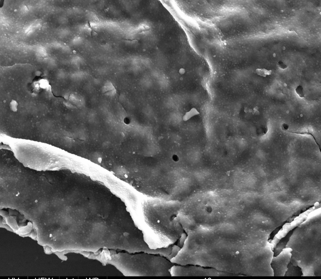 Searching for Pre-‐Cambrian Predation in Acritarchs
