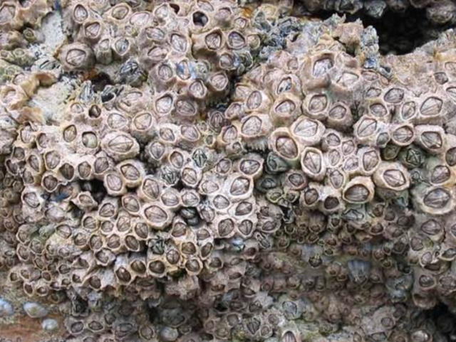 Dissecting Barnacles: Understanding Parasitism