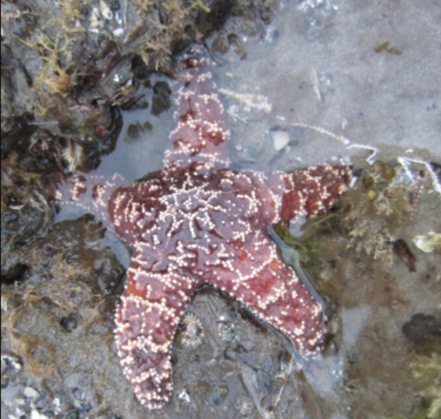 The Effect of an Oil Spill on an Intertidal Ecosystem