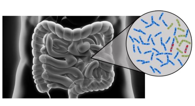 Modeling Antibiotic Effects on the Microbiome