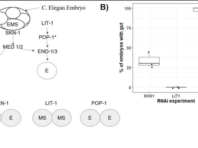 The Making of a Worm Gut